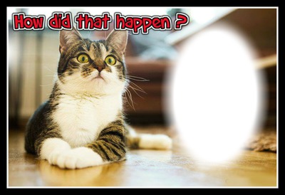 Cat surprise 1 bill Photo frame effect