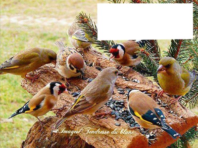 Oiseaux Photomontage