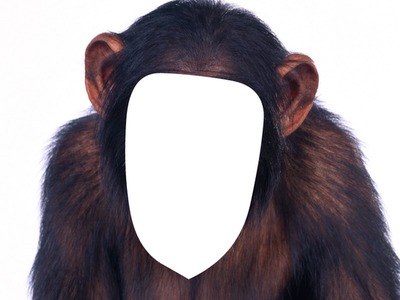 monkey Photo frame effect