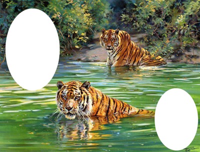 tigre Fotomontāža