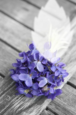 Violet flowers Photo frame effect