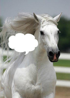 cheval blanc Φωτομοντάζ