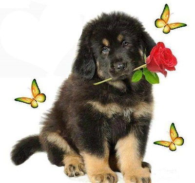 un chien avec une rose dans sa gueule et 3 papillons 1 photo Photomontage