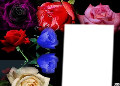 colorfull roses Fotomontažas