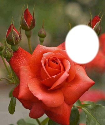 Botões de Rosas Fotomontaža