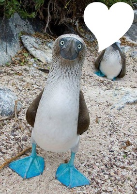 pinguino Photomontage