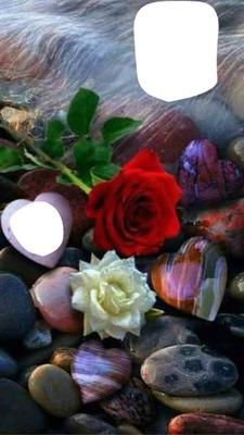 rosas y corazones Valokuvamontaasi