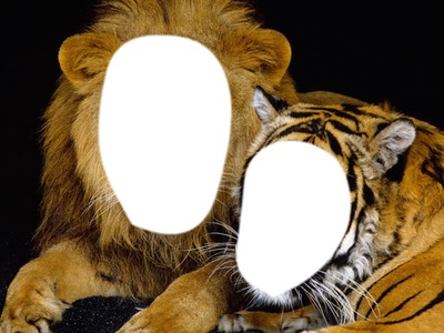 lion et tigre Fotomontagem