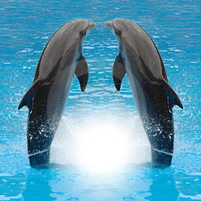 delfines 3 Montaje fotografico
