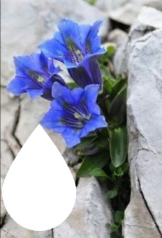 Fleurs de montagne isabella Fotomontage