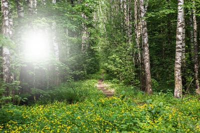 лес Фотомонтаж