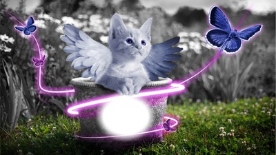 kitten angel Fotomontasje