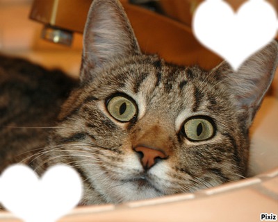 chat d'amour Montage photo