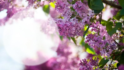 ''Весна'' Photo frame effect