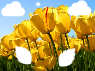 les tulipes au printemps フォトモンタージュ
