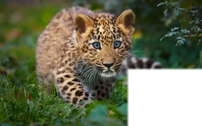 leopard Fotoğraf editörü