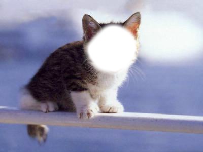 petit chat Fotomontāža