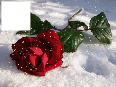 Rose rouge dans la neige フォトモンタージュ