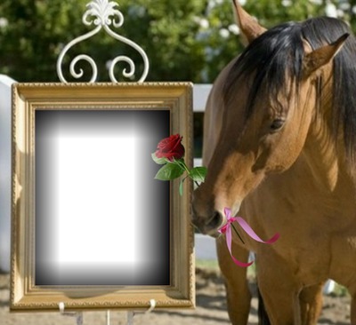 cadre cheval Фотомонтажа