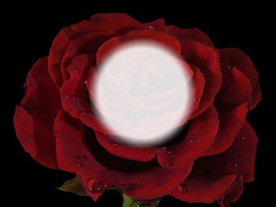 rose Fotomontaža