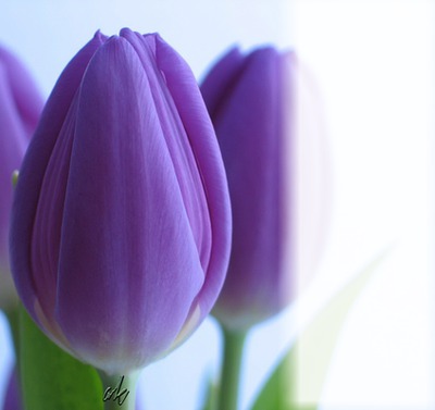 Big Purple Tulips Photo frame effect