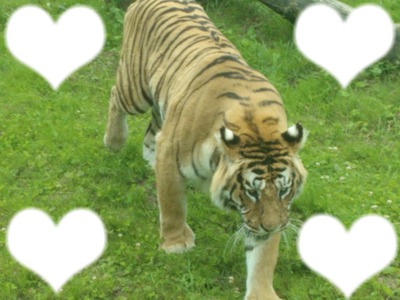 tigre bellewarde Fotomontage