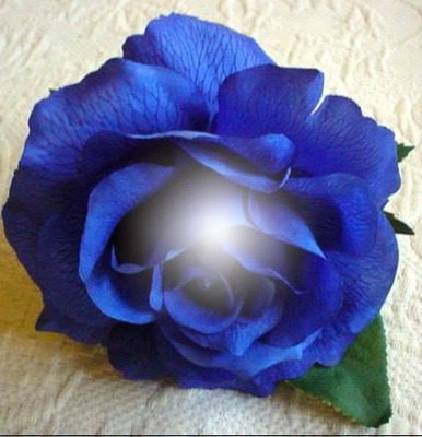 roses bleu Fotomontaggio