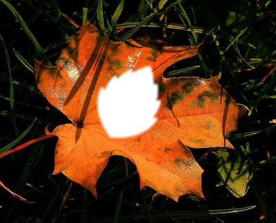 Autumn : leaf Фотомонтажа