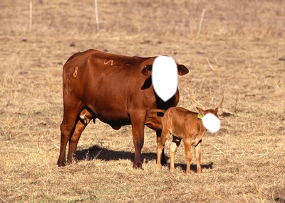 vaca Fotomontage