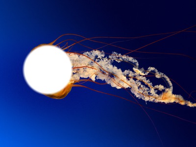 rostro de la medusa Fotomontagem
