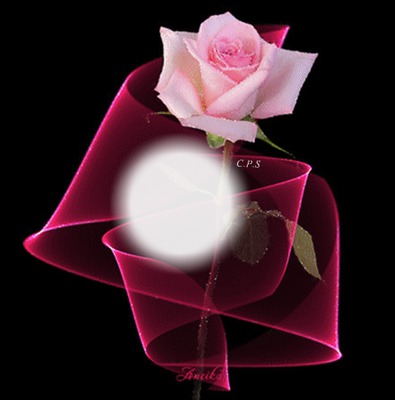 Rosa con lazos de raso Photo frame effect