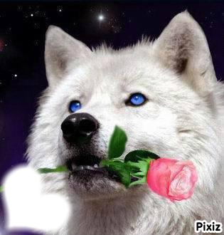 loup avec rose Fotomontáž