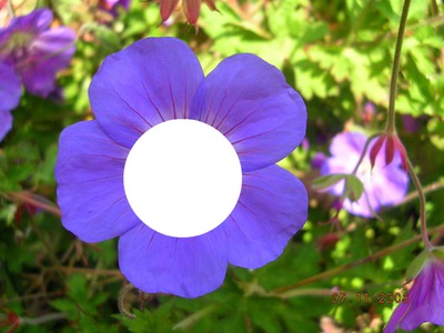 violeta / violet Фотомонтаж