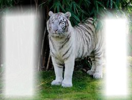 tigre branco Fotomontáž