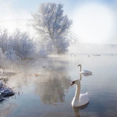 Cisnes blancos Fotomontage