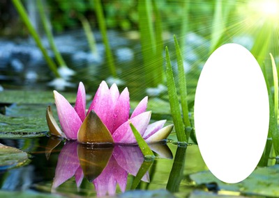 lotus Fotómontázs