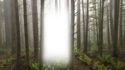 erdő táj Fotómontázs
