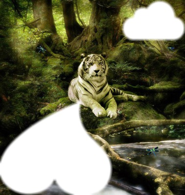 tigre 6 Fotomontage