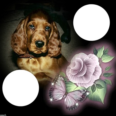 Dogs Photo frame effect
