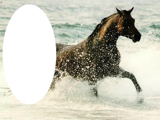 cavalo na praia Montaje fotografico