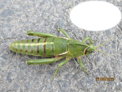 insecte Fotomontāža