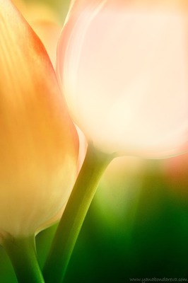 flor de holanda Fotomontagem