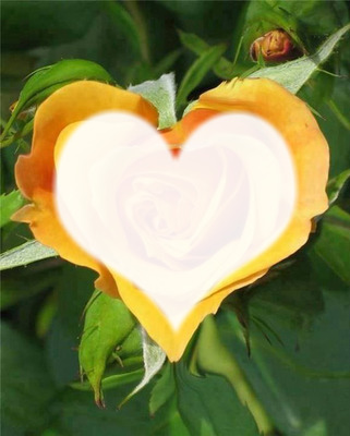Rózsa szív Photomontage
