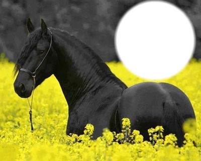 caballo Photomontage
