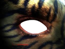 oeil de tigre フォトモンタージュ