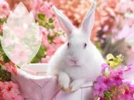conejo blanco Montaje fotografico