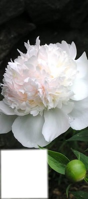 fleur Fotomontāža