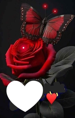 Rose papillon Photo frame effect
