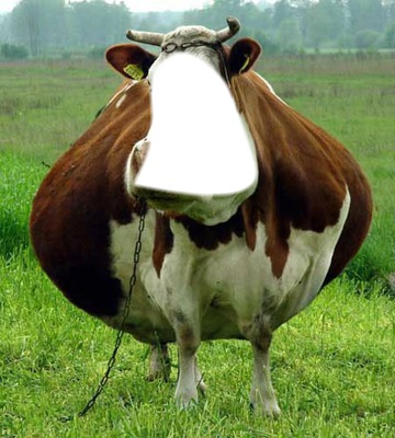 "лицо коровы" Фотомонтаж