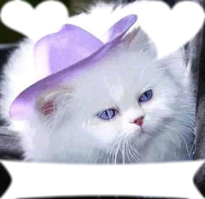 chat blanc avec son chapeau et 3 cadres